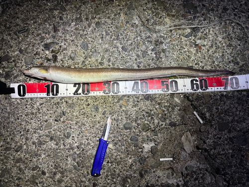 マアナゴの釣果