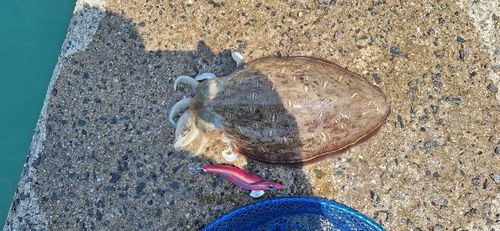 コウイカの釣果