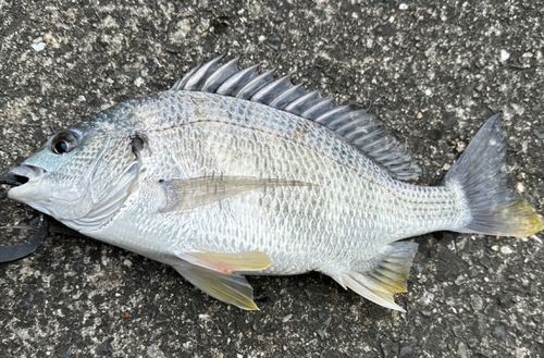 キビレの釣果