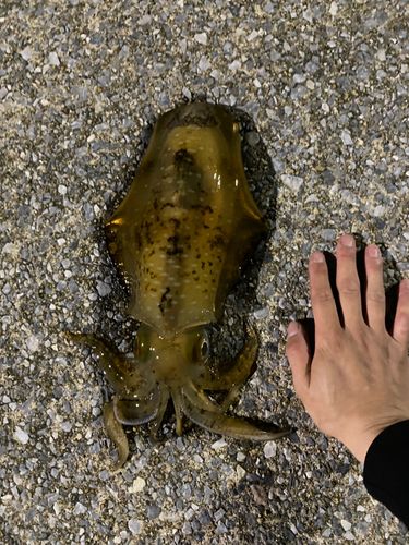 アオリイカの釣果