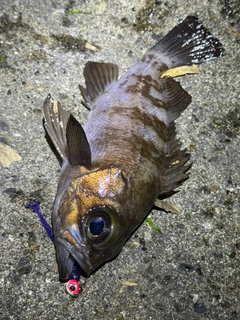 メバルの釣果