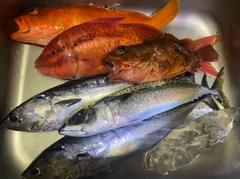 オジサンの釣果