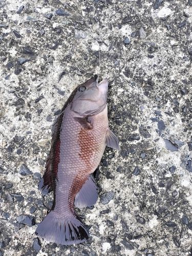 コブダイの釣果