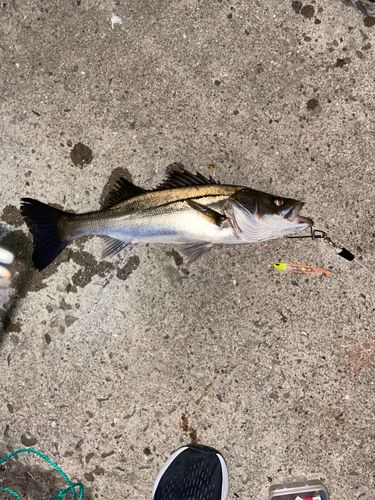 シーバスの釣果