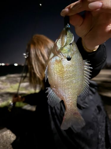 ブルーギルの釣果
