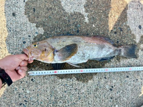アイナメの釣果
