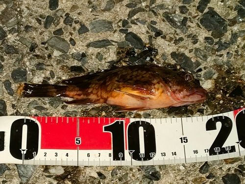 カサゴの釣果