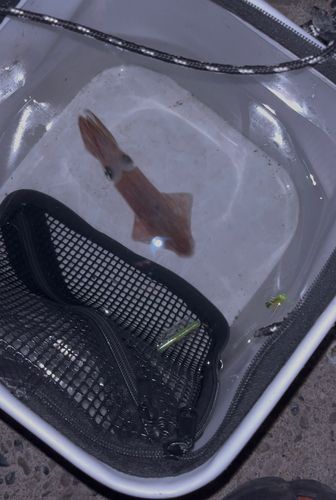 マメイカの釣果