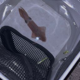 マメイカ