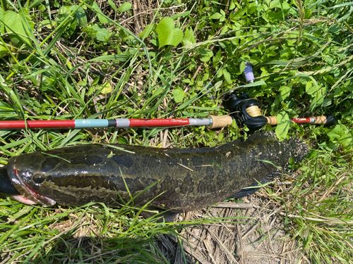 ライギョの釣果