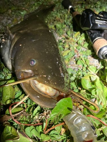 ナマズの釣果