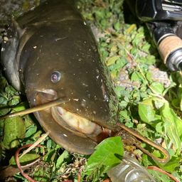 ナマズ