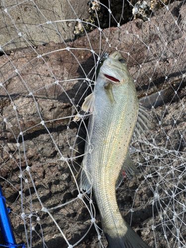 セイゴ（タイリクスズキ）の釣果
