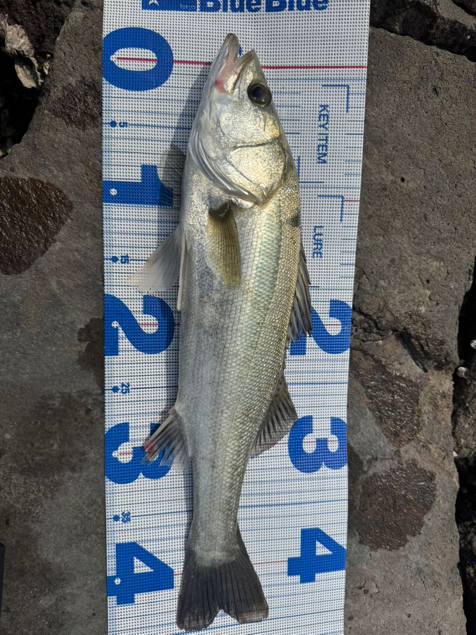 セイゴ（マルスズキ）