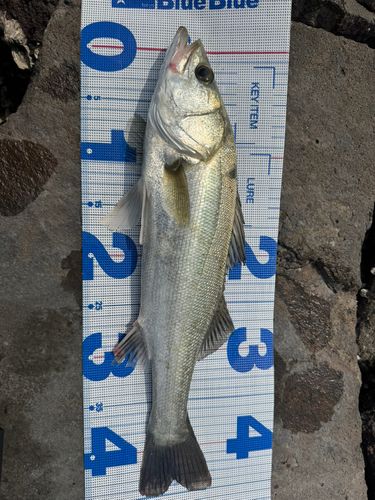 セイゴ（マルスズキ）の釣果