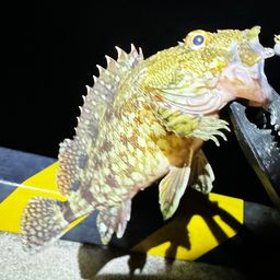 カサゴ