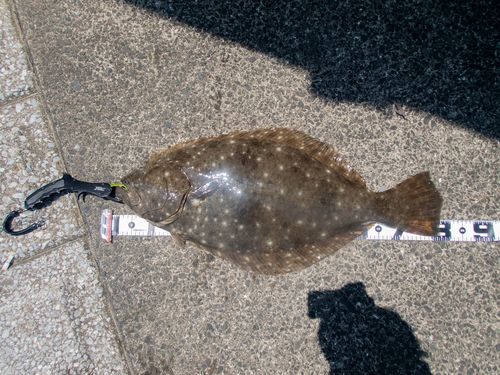 ヒラメの釣果