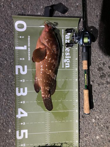 キジハタの釣果