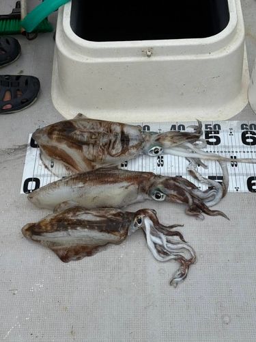 アオリイカの釣果