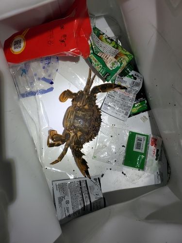 イシガニの釣果