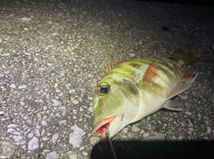 クチナジの釣果