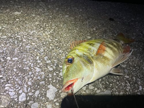 クチナジの釣果