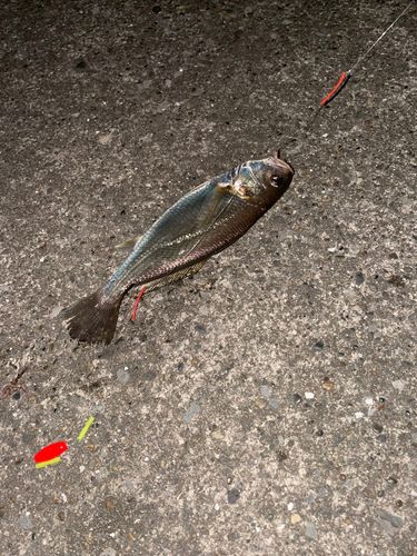 イシモチの釣果