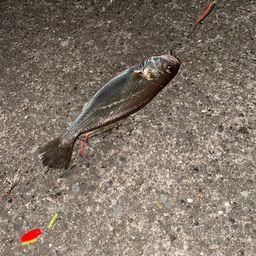 イシモチ