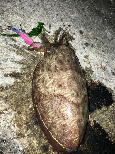 モンゴウイカの釣果