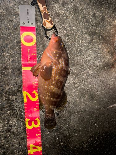 キジハタの釣果