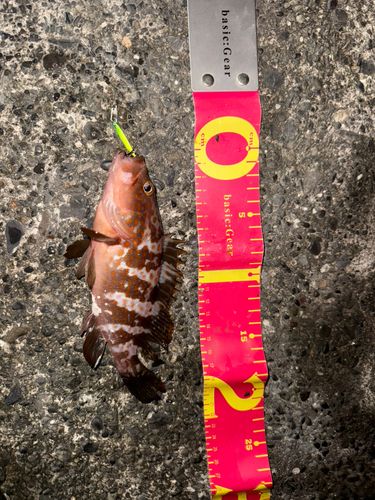 キジハタの釣果