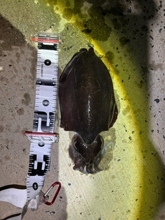 モンゴウイカの釣果