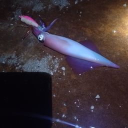 ケンサキイカ