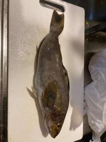 アブラコの釣果