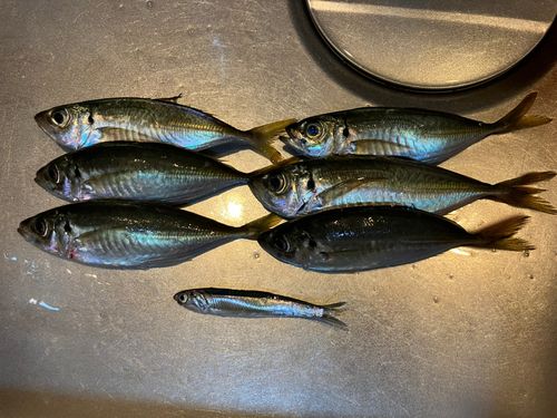 アジの釣果