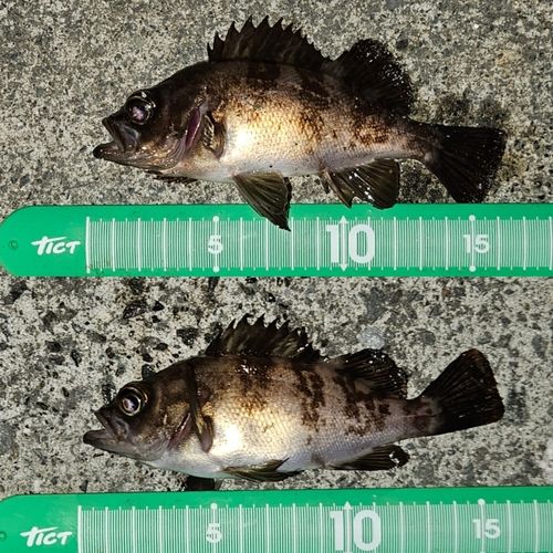 メバルの釣果