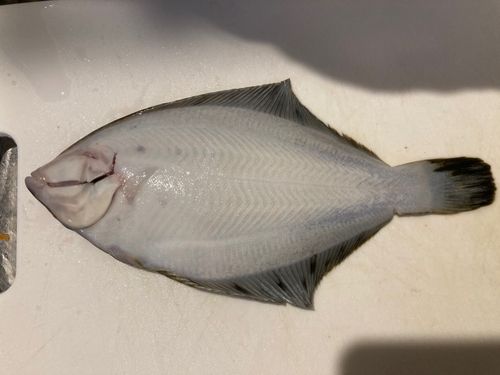 カレイの釣果