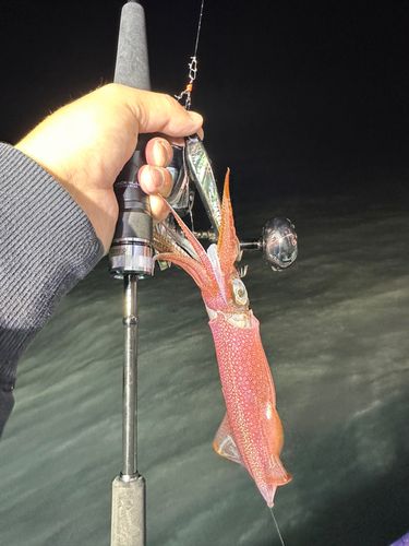 アカイカの釣果