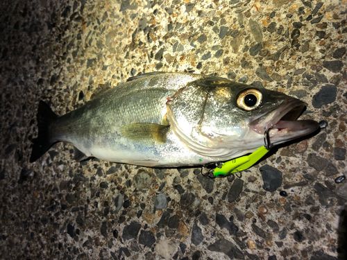 フッコ（マルスズキ）