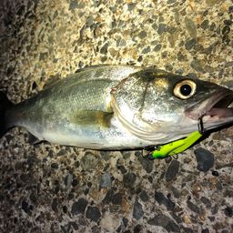 フッコ（マルスズキ）