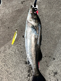 スズキの釣果
