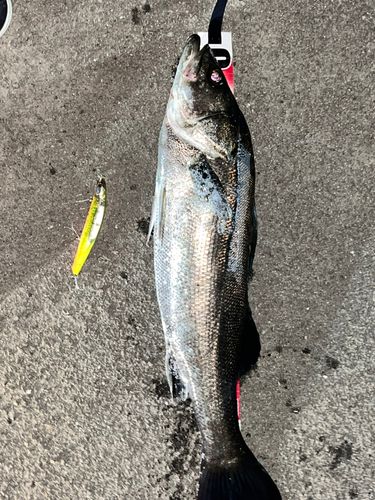 スズキの釣果
