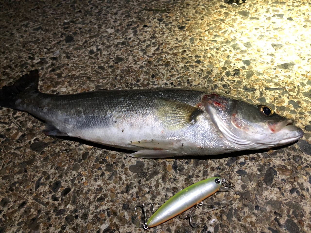 フッコ（マルスズキ）