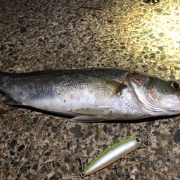 フッコ（マルスズキ）