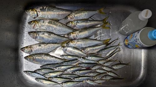 コノシロの釣果