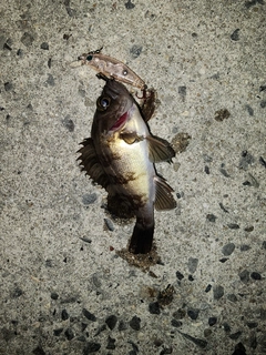 メバルの釣果