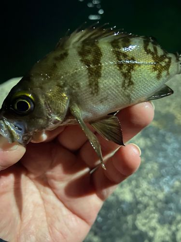 メバルの釣果