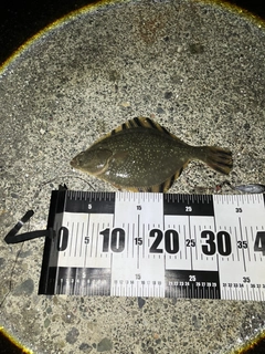 カレイの釣果