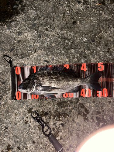 クロダイの釣果