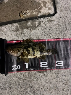 タケノコメバルの釣果